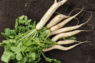 Daikon white radish in garden. Bunch of organic dirty daikon harvest with green tops on soil ground close up © Viktor Iden