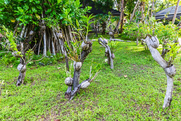 Lush tropical greenery on a tropical island in the Maldives