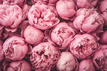 Background of pink peony flowers