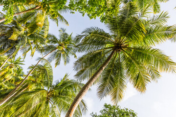 Fototapeta premium Palm trees on a tropical island in the Maldives