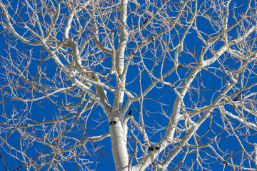 Dead Aspen Trees During Winter in Vail Colorado - obrazy, fototapety, plakaty
