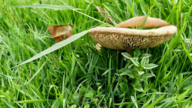 large mushroom amidst vegetation