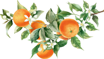 Orange fruit watercolor illustration isolated on transparent background. Blossom orange branch for labels, prints, banners, citrus wedding. Healthy food design elements