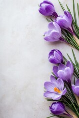 Purple crocus flowers on white background. Flat lay springtime composition. Design for Mother's Day, Easter, Valentine's Day, spring holiday. Greeting card with copy space