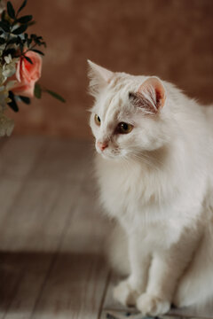 The photo shows a white cat with a red rose 5362.