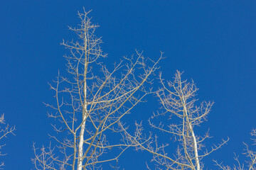 Aspen Trees in Vail Colorado, Winter in Vail Pass