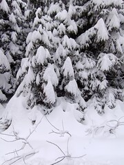 Winter, snow