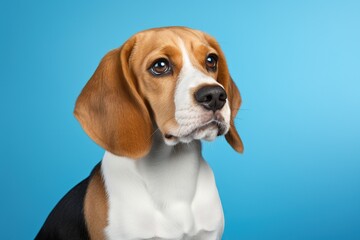 Young beagle dog on blue background