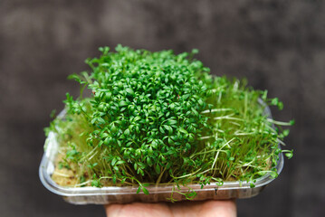 Hand Holding Fresh Garden Cress Sprouts. Close-up of a hand holding a clear container of lush green garden cress, a nutrient-rich sprout variety for healthy diets.