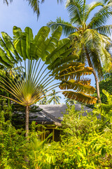 Obraz premium unusual palm of Madagascar (Ravenala madagascariensis) in the Maldives