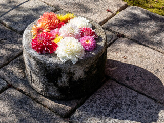 Hanachozu, an artistic flower display with flowers floating in stone water basin, Japanese garden art in Kyoto