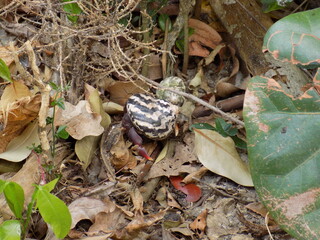 Hermit crab in striped shell 