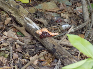Crab in shell