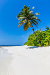 Palm trees  on a tropical island  in the Maldives