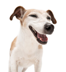 Happy smiling relaxed dog face on white background with closed eyes. Silly pet face studio portrait. Don't worry be happy theme. positive emotions senior Jack Russell terrier with grey hair. Old dog 