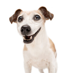 Happy dog smiling face on white background close up head portrait. Silly positive emotions senior pet Jack Russell terrier with white grey hair looking at camera with joy open mouth wide toothy smile