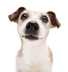 Close up dog nose face studio portrait on white background. Adorable senior 13 years old Jack Russell terrier looking at camera. Cute grey haired elderly pet 