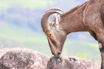 The Nilgiri Tahr, an iconic species inhabiting the majestic Western Ghats of southern India....