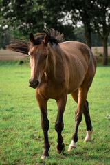 Obraz premium Pferd welches auf den Betrachter zugeht