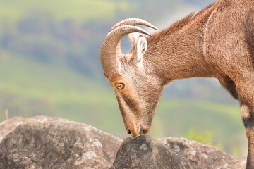 The Nilgiri Tahr, an iconic species inhabiting the majestic Western Ghats of southern India....