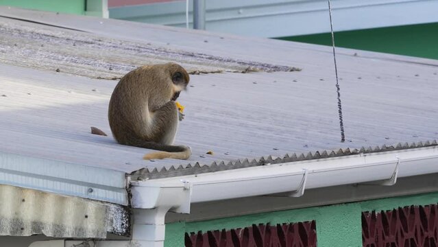 Intriguing footage of a wild green monkey, captured in the Oistins area of Barbados, contently eating a mango atop a local rooftop