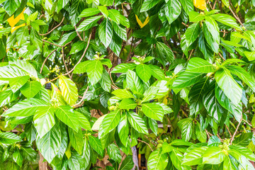 Lush tropical greenery on a tropical island in the Maldives