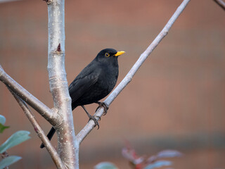Blackbird, Turdus merula