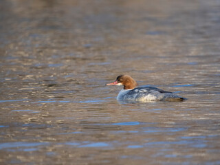 Goosander, Mergus merganser