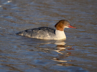 Goosander, Mergus merganser