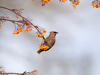 Waxwing, Bombycilla garrulus, single bird on berries