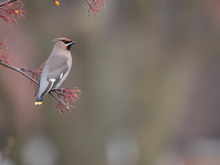 Waxwing, Bombycilla garrulus