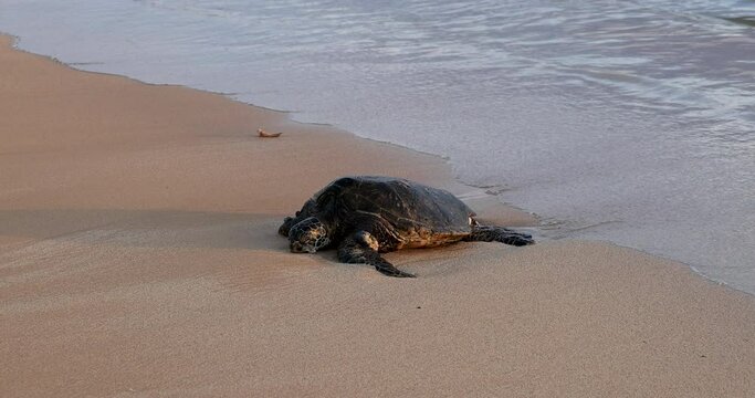 Sea turtle climbs on sandy beach Kauai Hawaii. Kauai Poipu beach, home to sea turtles and Monk Seals. Rare and endangered native sea animals, wildlife. Economy is tourism. Blue ocean sea. 