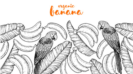 Naklejka premium Ripe banana, parrot bird and banana leaves frame. Hand drawn vector illustration. Tropical fruit. Packaging design, menu design, juice packaging. Banana frame.