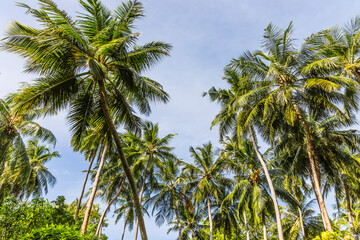 Palm trees  on a tropical island  in the Maldives