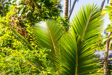 Palm trees  on a tropical island  in the Maldives