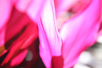 Ti plant detail in magenta and pink