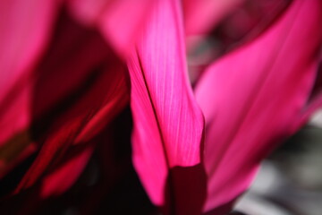 Ti plant detail in magenta and pink