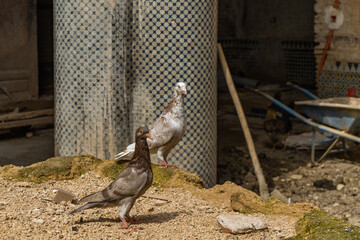 Pigeon in the ancient souk of the medina in Fes in Morocco.