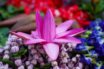 Flowers of the World © Daniel