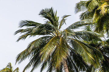 Fototapeta na wymiar Palm trees on a tropical island in the Maldives