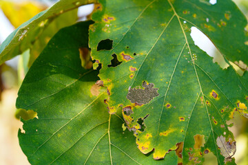 Flowers of the World © Daniel