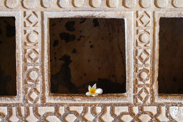 Flowers of the World © Daniel