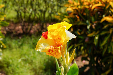 Flowers of the World © Daniel