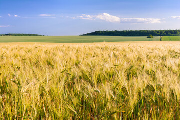 Grain fields with ears of barley in the foreground