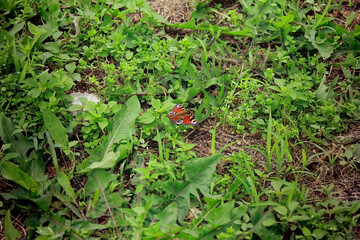 leaves in the garden