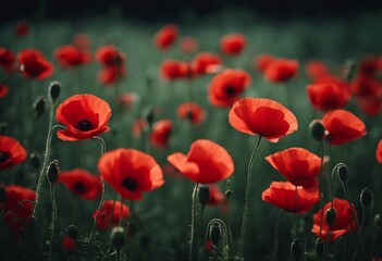 Beautiful red poppies on black background Remembrance Day Armistice Day symbol