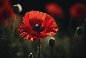 Stylized red poppy flower in nature Remembrance Day Armistice Day