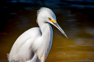 A Snowy Egret looks for food in a shallow lake near Phoenix Arizona