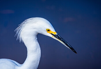 Portrait of a Snowy Egret with dark blue water in a lake near Phoenix Arizona
