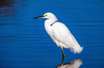 A Snowy Egret searches for food along the shore of a shallow lake near Phoenix Arizona